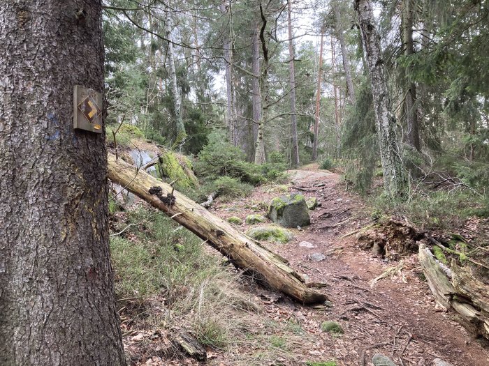 Skogsstig med vandringsledsmarkering på träd, fallna träd, stenar, och gröna träd. Natur och vandringstema.