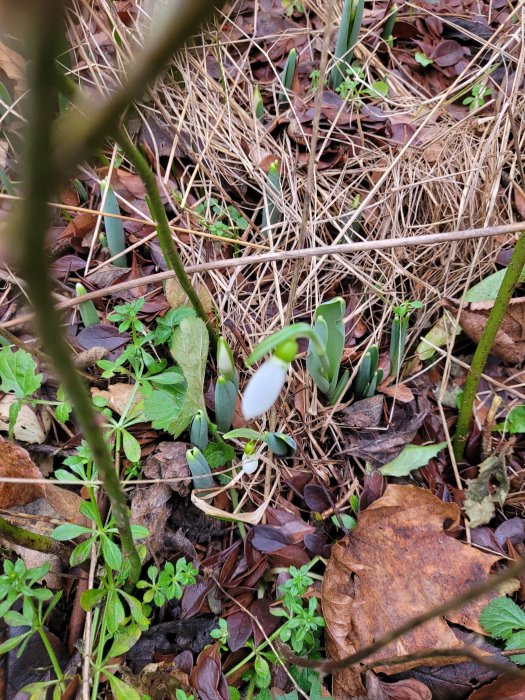 Vårblommor som tittar fram bland torrt gräs och brunna löv. Naturskön, spirande liv. Snowdrops. Grönt och brunt.