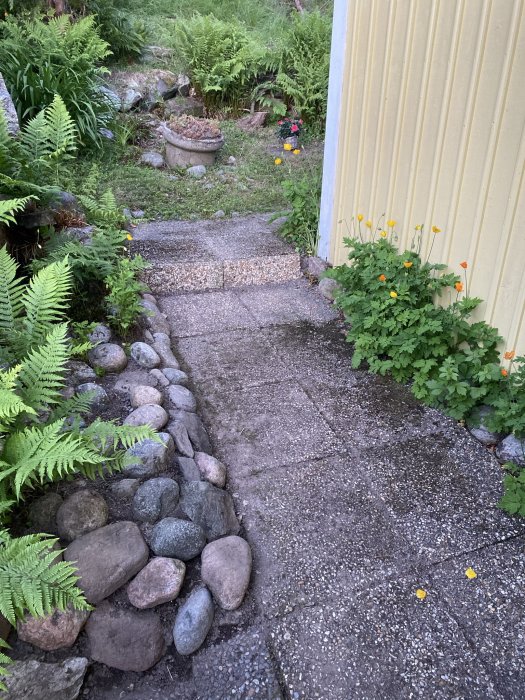 Trädgårdsgång med stenkanter, ormbunksväxter, och blommande växter vid skymning.