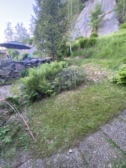 Trädgård med grönt gräs, träd, ett paraply och stenmur vid klippvägg. Verkar vara en sommareftermiddag eller kväll.