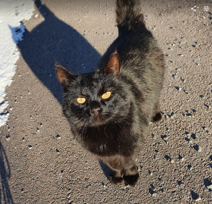 Svart katt med orange ögon står på asfalt bredvid snö, kastar skugga i solljus.