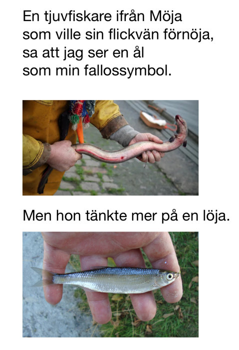 Två bilder: en person håller en stor ål, den andra en liten fisk, löja. Humoristisk text på svenska.