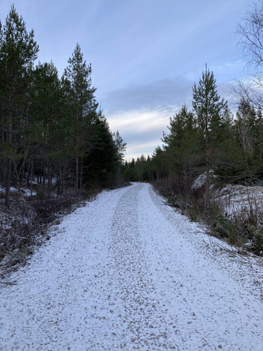 Snöig skogsväg omgiven av barrträd mot en molnig himmel vid skymning.