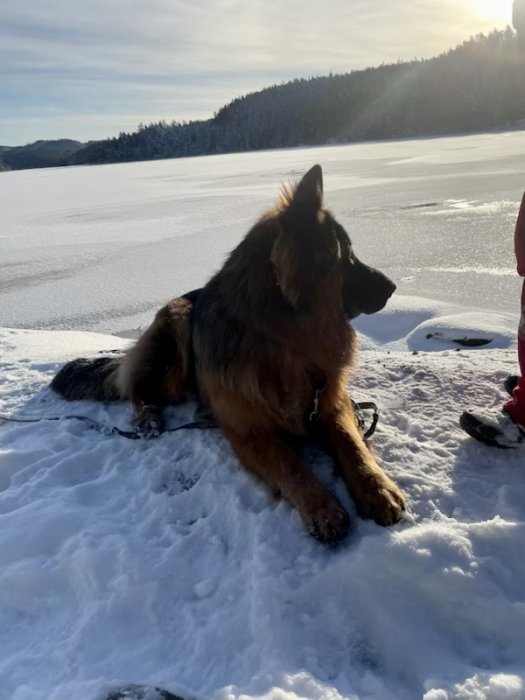 Schäferhund ligger på snö, frusen sjö, skog, soligt, klart väder.