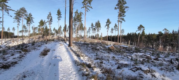 Vinter, snöbelagd stig, barrträd, soligt, klar himmel, kallt, avverkade träd, friluftsliv, natur, dagtid.