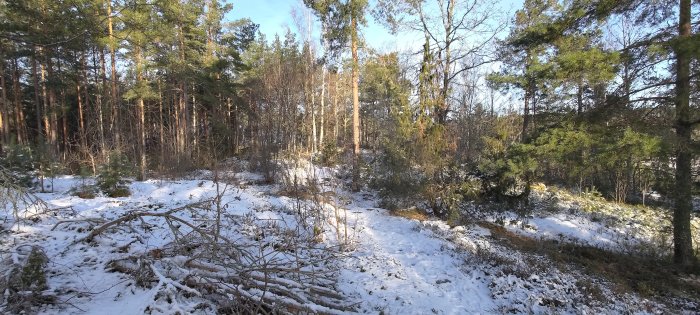 Skogsmark täckt av lätt snö, soligt, fallna grenar, tallar och barrträd, lugnt vinterlandskap.