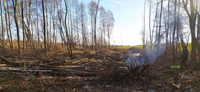 Solbelyst avverkad skogsdunge, nedfallna träd, person står till höger, svagt rök, blå himmel, början på våren.