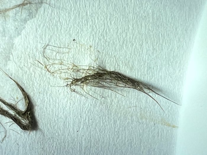 Hårtuss på papper, med rötter synliga, detaljerad närbild.