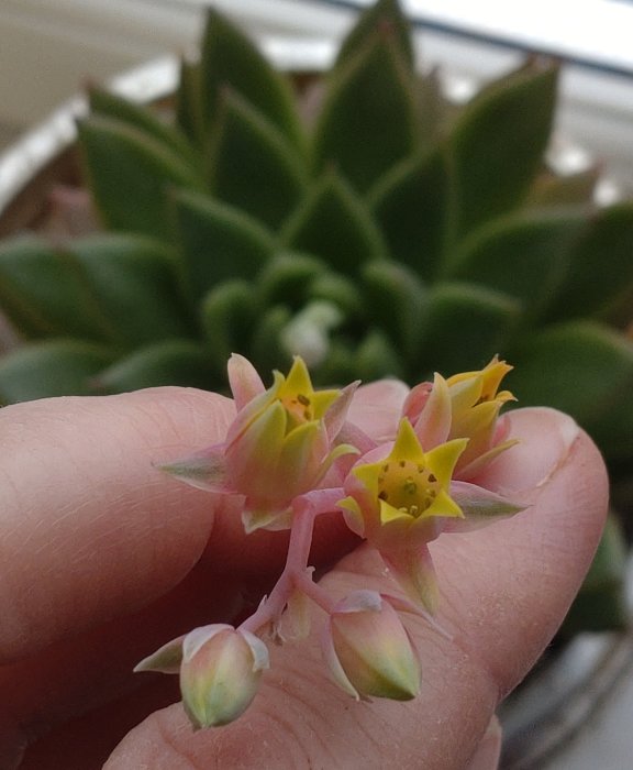 Hand som håller små, rosa-gula blommor i förgrunden, med sukkulenter i bakgrunden.