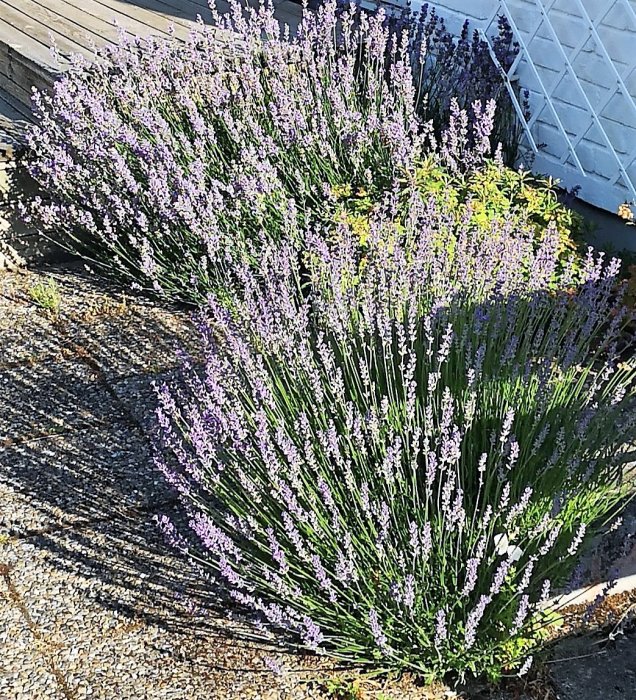 Ett stort, blommande lavendelbuskage på en solbelyst grusyta nära en byggnad.