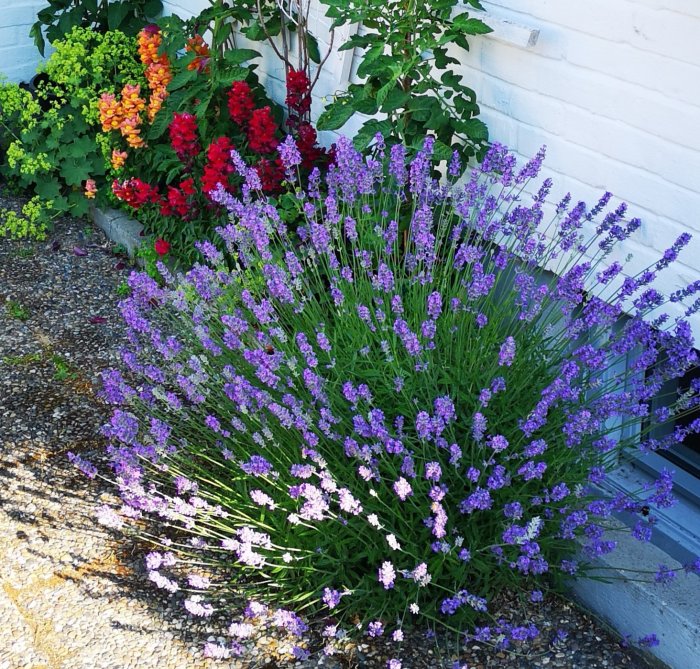 En frodig trädgårdshörna med lavendel och flerfärgade blommor vid en vit husvägg.