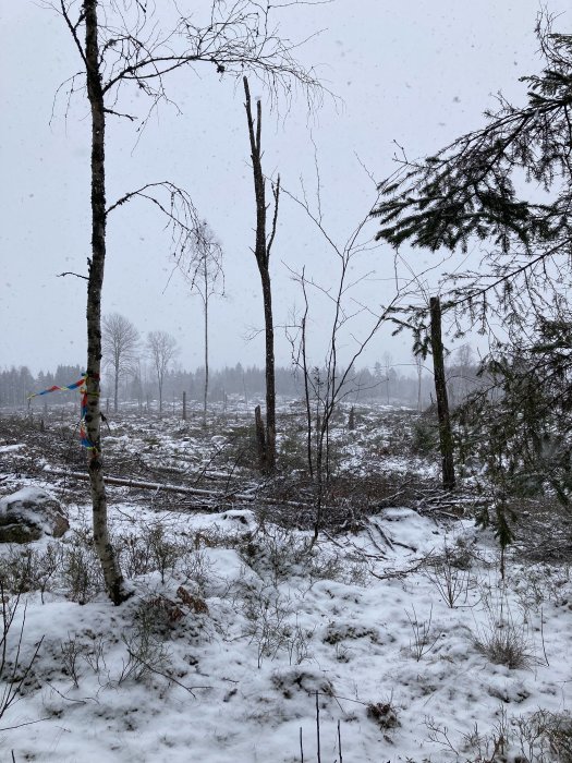 Snöfall i ett avskogat skogsområde med kvarstående träd och ett färgglatt band på trädstammen.