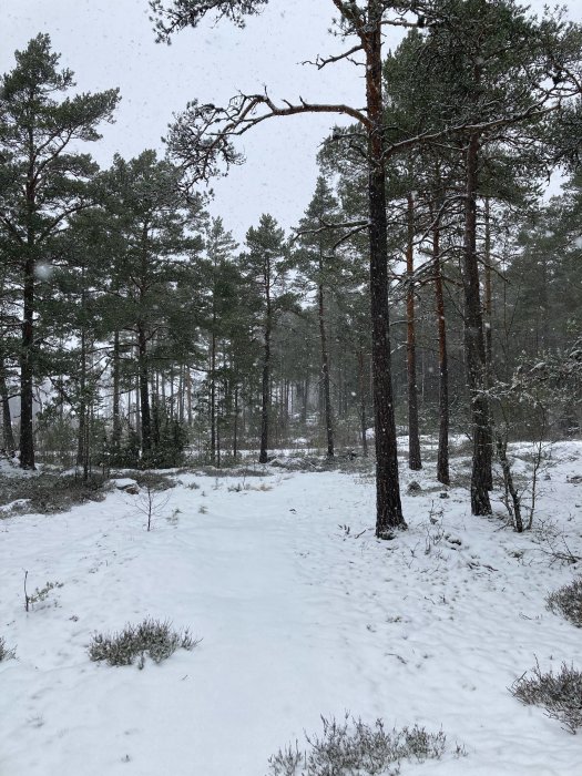 Snöfall i en tallskog, snötäckt mark, lugn vintermiljö, natur, dagsljus, grå himmel.