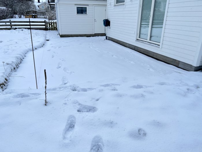 Snötäckt trädgård framför hus, fotspår leder till vit dörr, vinterdag, kallt, enslig planta, grå himmel.