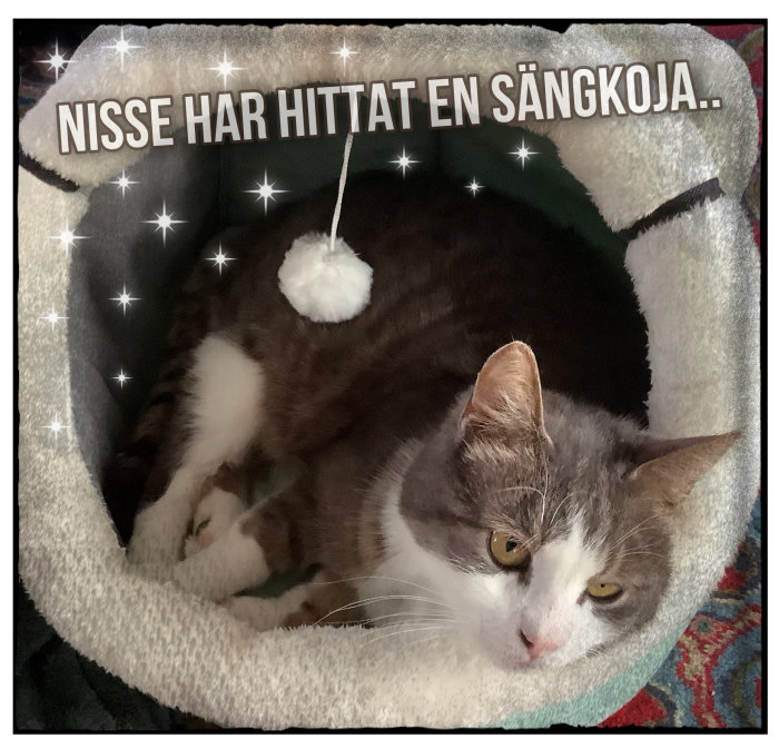 Grå och vit katt i mysig bädd. Text: "Nisse har hittat en sängkoja". Glittrande stjärnor.