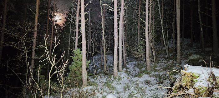 Mörk skog om natten, tunn snötäcke, träden belysta av konstgjort ljus.