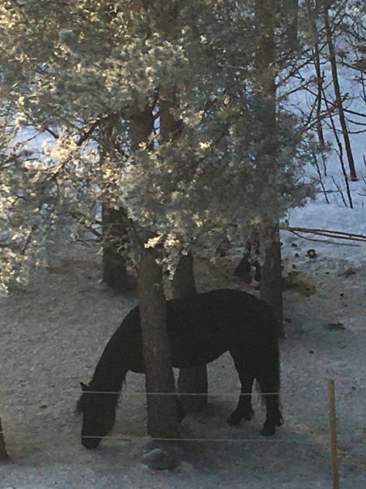 Svart häst dricker vatten under snötäckta träd, trådstaket, vinterljus.