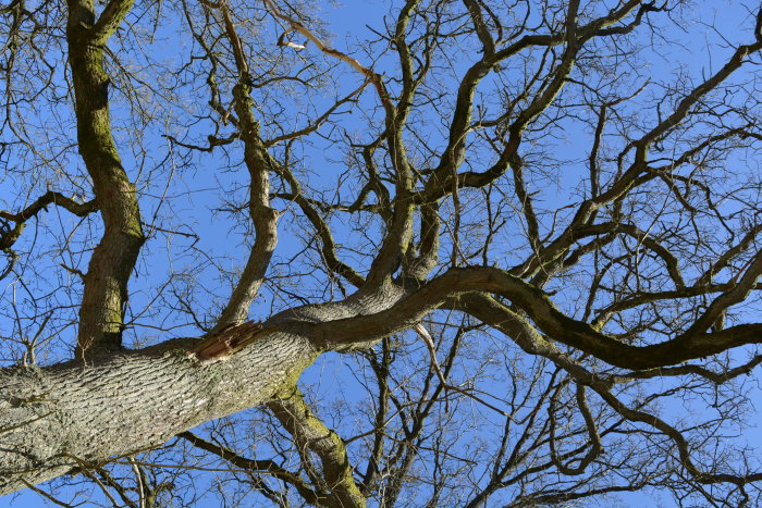 Trädgrenar utan löv mot klarblå himmel. Samspelet mellan naturens former och färger.