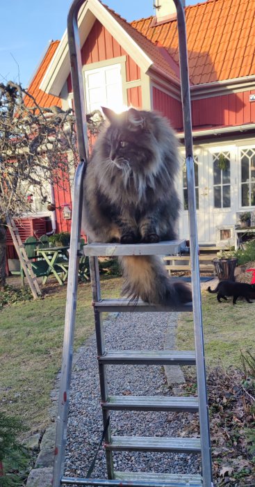 Fluffig katt sitter på stege framför rött hus, annan katt i trädgården, soligt, klar himmel.