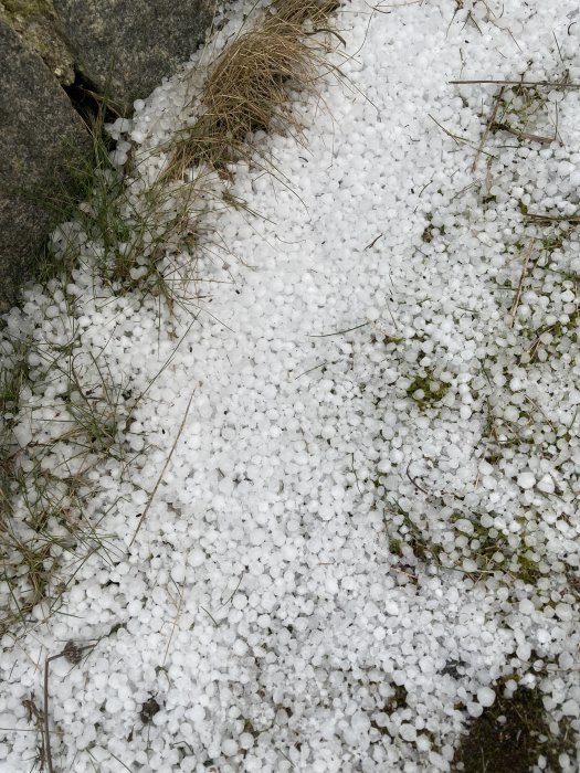 Anhopning av hagelkorn på mark med gräs och stenar. Naturfenomen efter hagelskur.