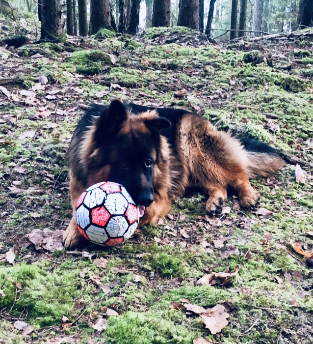 Tysk schäferhund i skog, ligger med fotboll, löv och mossa runt omkring.