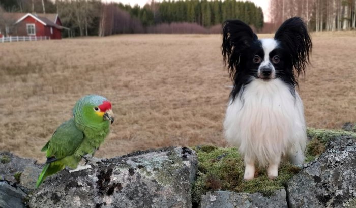 Papegoja och hund sitter på mossa, med lantlig bakgrund och rött hus.