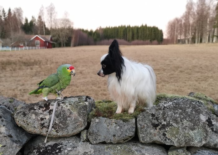 Papegoja och hund tittar på varandra på en stenmur, med landskap och röda lador i bakgrunden.