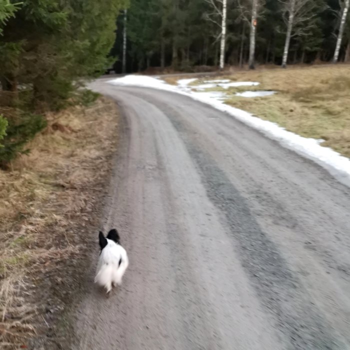 En hund promenerar på en grusväg bland träd, med smältande snö vid sidorna.