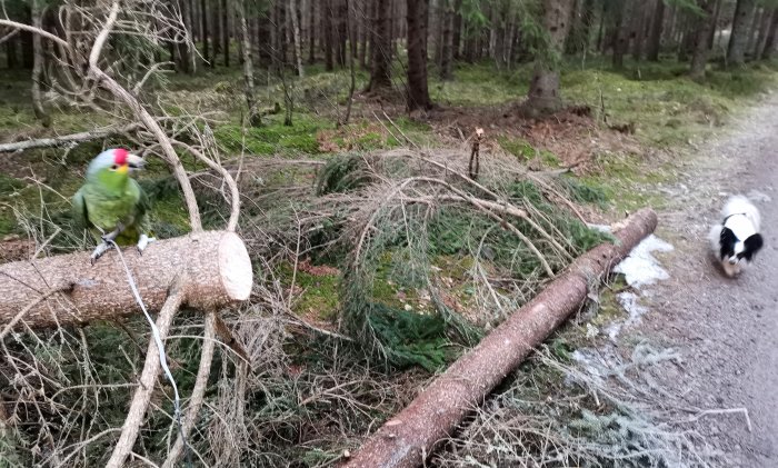 Papegoja på fälld trädstam, hund på skogsväg, fällt trä, grön skog.