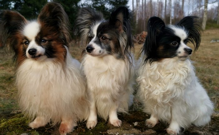 Tre papillonhundar sitter bredvid varandra utomhus, ser åt höger, med fluffig päls och upprättstående öron.