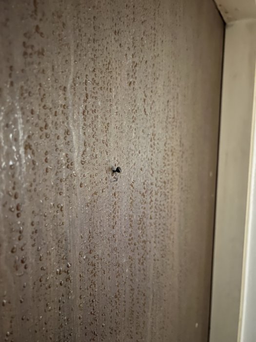 Brunaktig vägg med kondensvattendroppar och en liten svart insekt.
