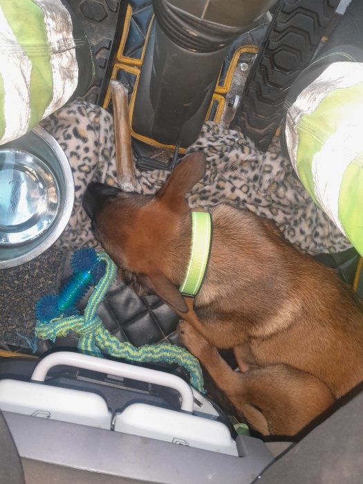Hund vilar mellan arbetsklädda fötter i fordon med skål, leksak och leopardmönstrad filt.