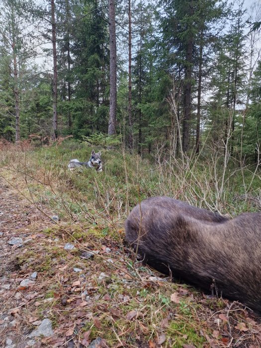 En hund i en skog, blickar mot kameran, med fallna löv och barrträd i bakgrunden.