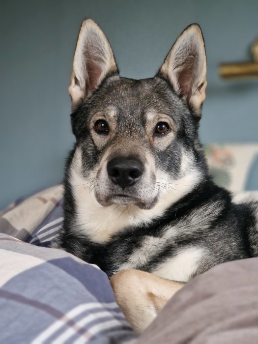 En hund med spetsiga öron ligger bekvämt bland rutiga tyger, ser rakt i kameran.