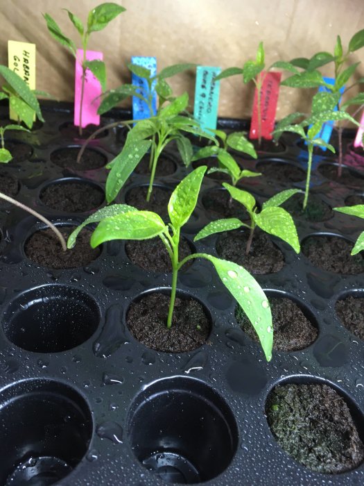 Plantor i växtbädd med etiketter, vattendroppar, odlingsbricka, inomhus trädgårdsskötsel.