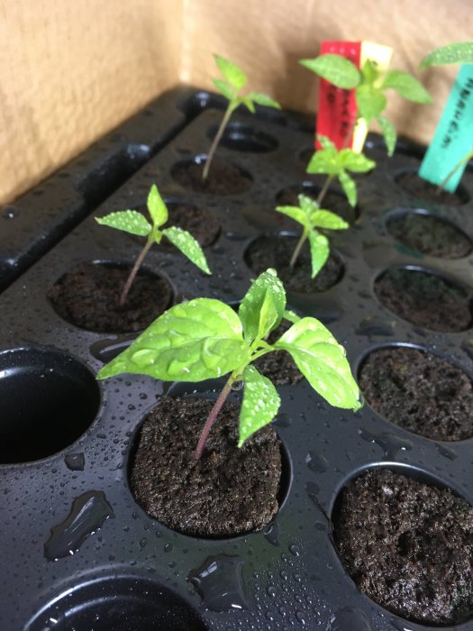 Växthusbricka med unga plantor i jordpluggar, vattendroppar, färgade märkningsskyltar i bakgrunden.