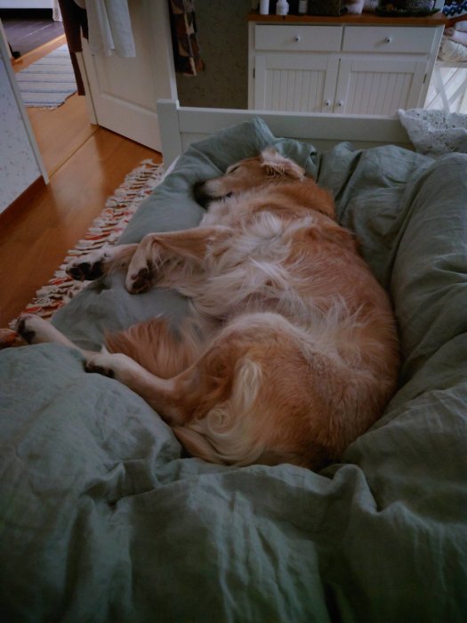 Golden retriever ligger och sover bekvämt i en säng med gröna lakan.