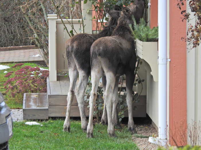 Två älgar undersöker ett bostadsområde, syns bakifrån vid en veranda, ljus dag.