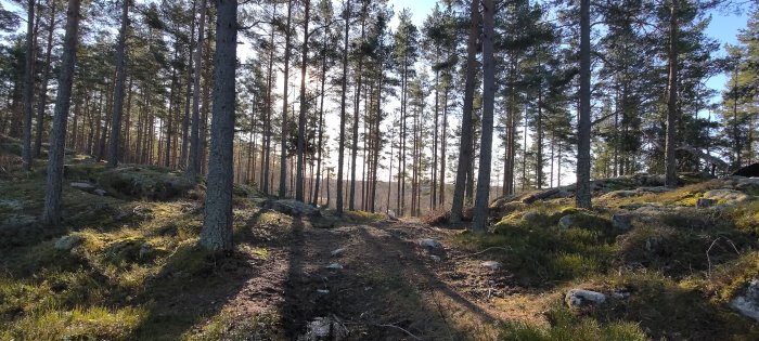 Soligt skogslandskap med barrträd, mossbeklädda stenar och en stig mitt i naturen.