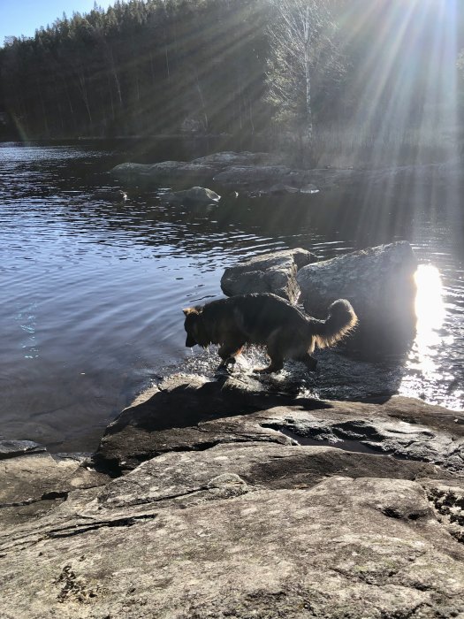 Hund vid sjö, solstrålar, skog, klippor, natur, klart vatten, solljus, utomhusaktivitet.