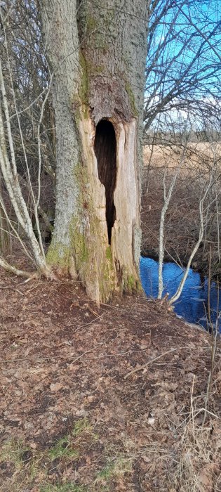 Stort träd med ihålig stam nära en bäck, lövfallen mark, lummig skogsmiljö.