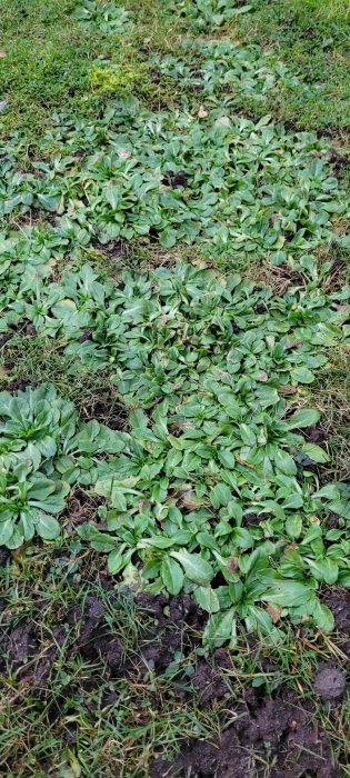 Växande gröna spenatplantor i en trädgårdsbädd omgiven av gräs.