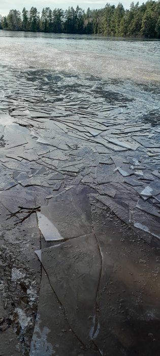 Sprucken is på en sjö, träd längs kanten, övergång från vinter till vår.