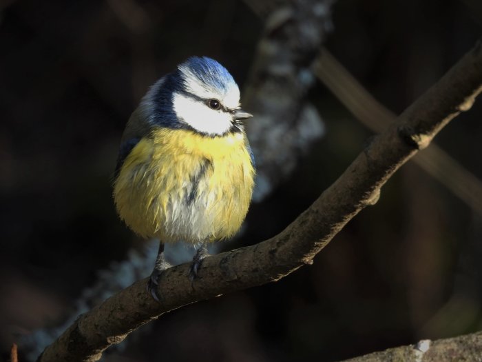 En blåmes sitter på gren, gul bröst, blå huvud, fluffiga fjädrar, skuggig bakgrund.