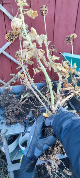 En hand i handske håller en vissnad planta med rötter framför en röd vägg.