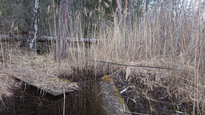 Försummad träbro i våtmark, omgiven av högt dött gräs och träd. Speglar tecken på förfall och natur.