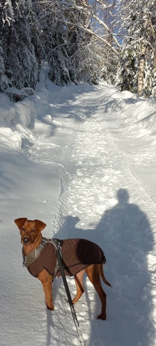 Hund i jacka på snötäckt stig i skogen, skugga av en person syns.