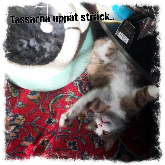 Katt på rygg som leker, färgglad matta, mysig korg, leksak, text "Tassarna uppåt sträck..."