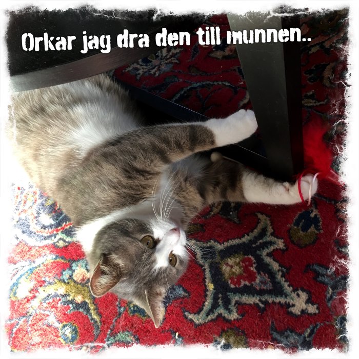 Katt ligger på rygg, tittar uppåt, leker med röd tråd, roligt textmeddelande, inomhus, orientalisk matta.