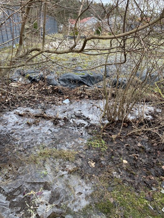 Naturyta med nakna grenar, smältande is och lite skräp. Ser ut som tidig vår.